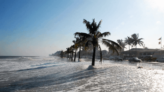 Oceanfront with palm trees